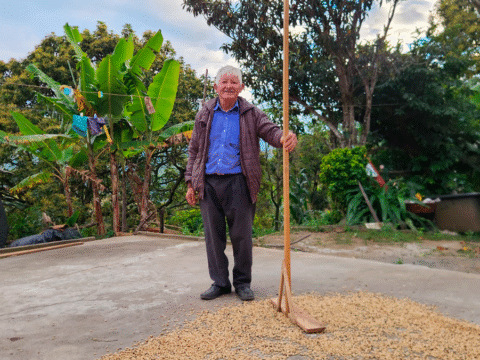 Arboleda fortalece la caficultura con la entrega de 100 patios de secado para pequeños productores Secado de café en Arboleda