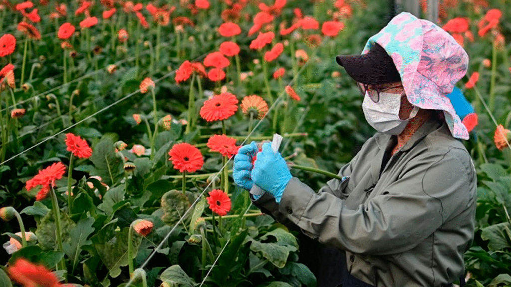 Trabajadora de flores