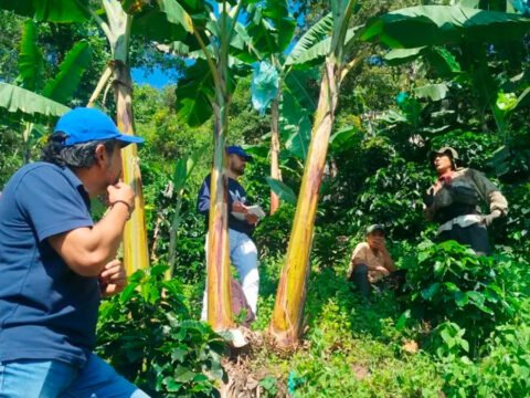 Proyecto de tarabitas busca reducir costos y riesgos para productores en Los Andes Transporte de productos agrícolas en Los Andes