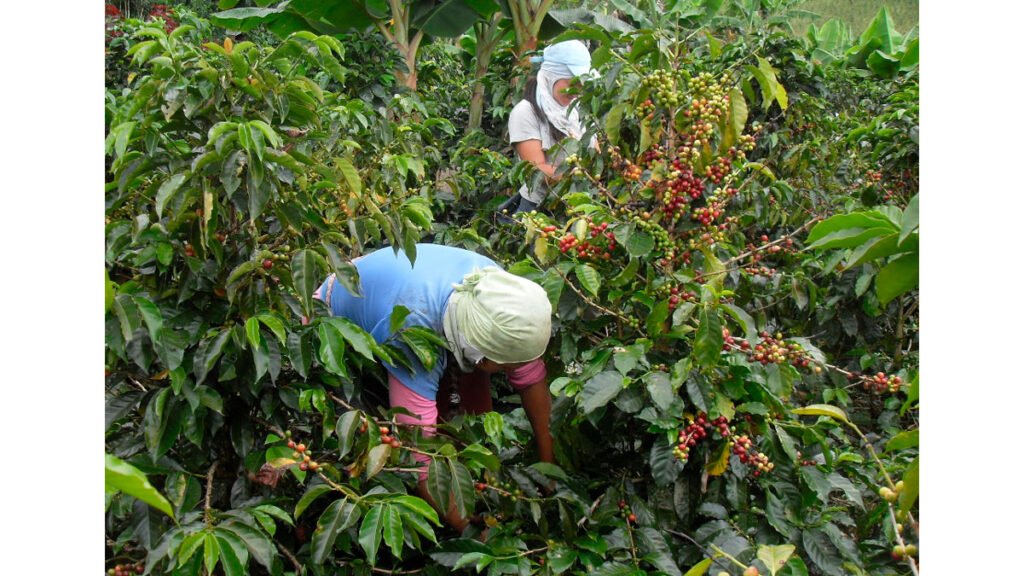 Cosechadoras de café