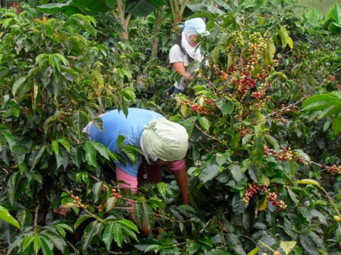 Cosechadoras de café