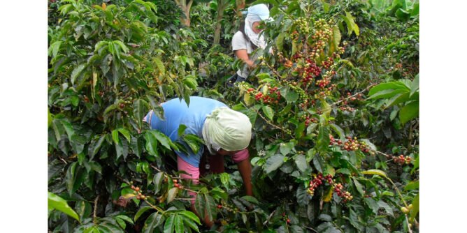 Cosechadoras de café
