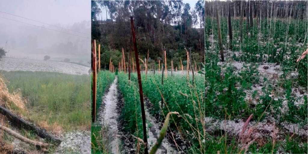 Granizada afectó cultivos de arveja en Ipiales