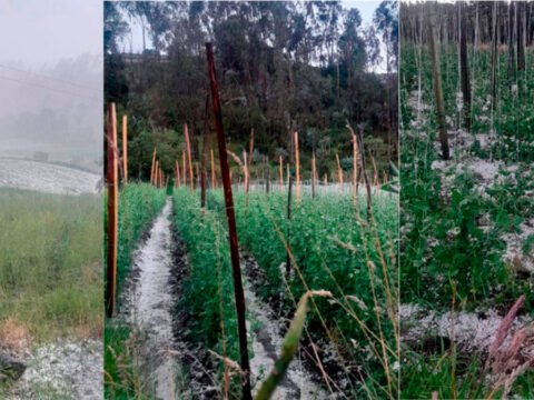 Granizada afectó cultivos de arveja en Ipiales