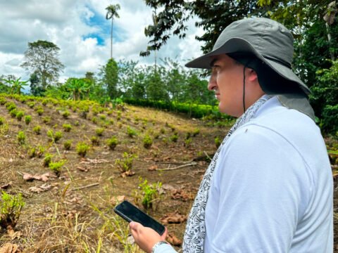 Identificación de predios para iniciar sustitución de cultivos