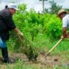 Erradicación voluntaria de coca en Inda Zabaleta, Tumaco
