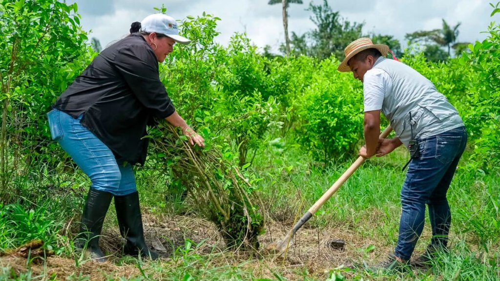 Erradicación voluntaria de coca en Inda Zabaleta, Tumaco