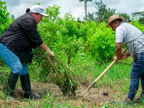 Erradicación voluntaria de coca en Inda Zabaleta, Tumaco