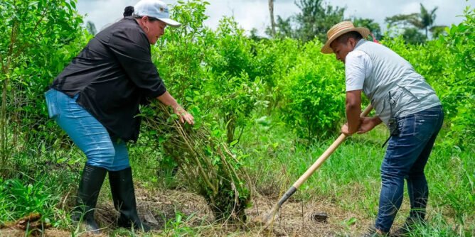 Erradicación voluntaria de coca en Inda Zabaleta, Tumaco