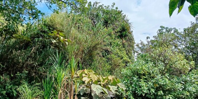 Piedra Larga en Ancuya