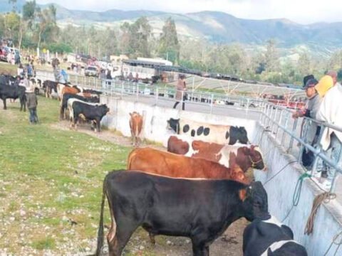 mercado de ganado