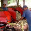Molienda de caña panelera