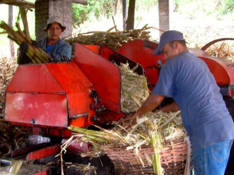 Molienda de caña panelera