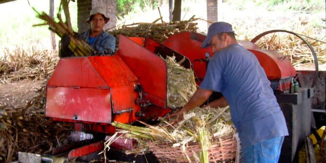 Molienda de caña panelera