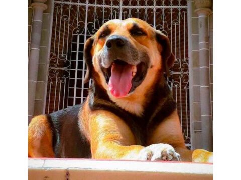 Perro Toby de Samaniego