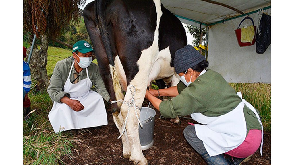Campesinos ordeñando una vaca