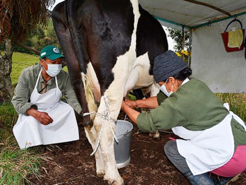 Campesinos ordeñando una vaca