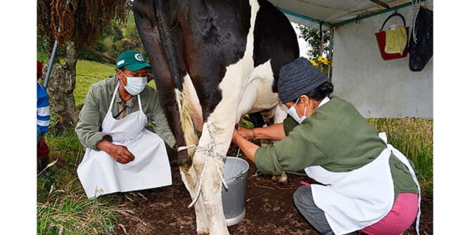 Campesinos ordeñando una vaca