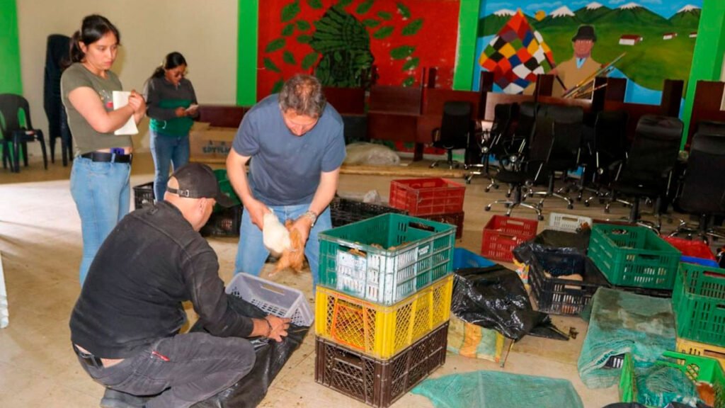 Entrega de cuyes en Iles