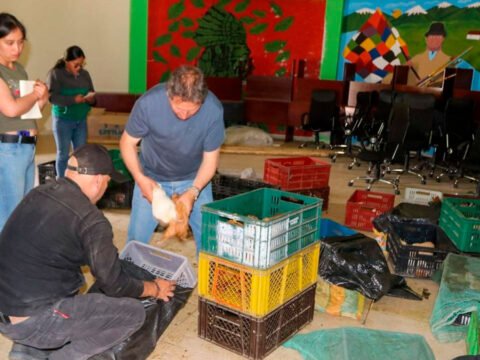 Entrega de cuyes en Iles