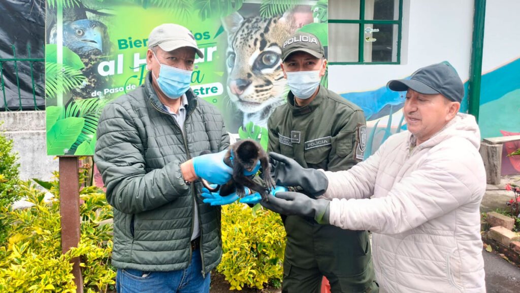Rescate de un mono tití en Magüí Payán