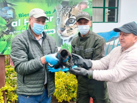 Recuperan tres animales silvestres en Nariño y los preparan para regresar a su hábitat Rescate de un mono tití en Magüí Payán
