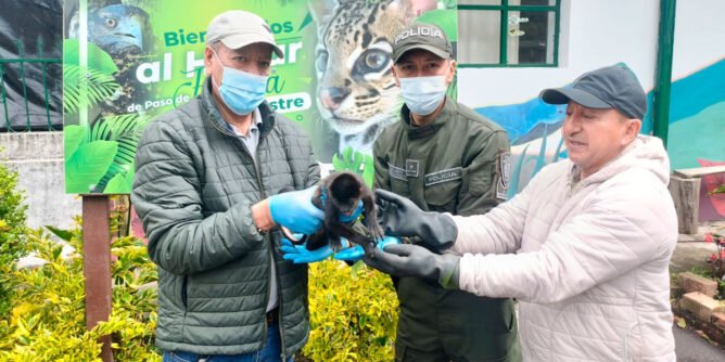 Rescate de un mono tití en Magüí Payán