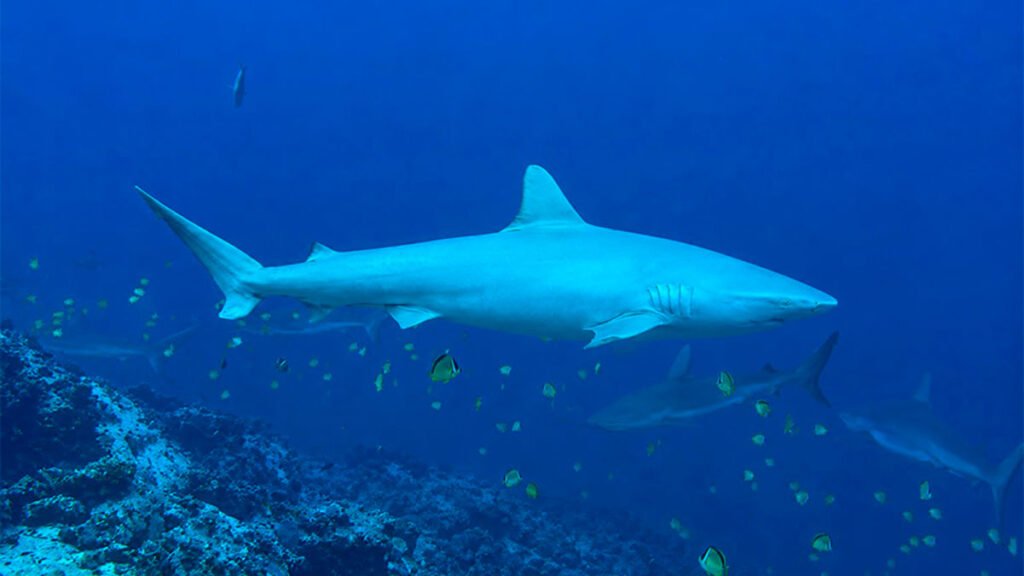 Tiburón albino en Malpelo