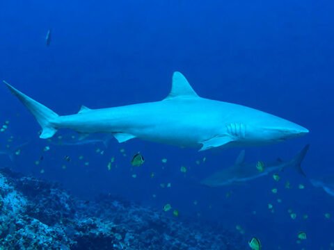 Tiburón albino en Malpelo