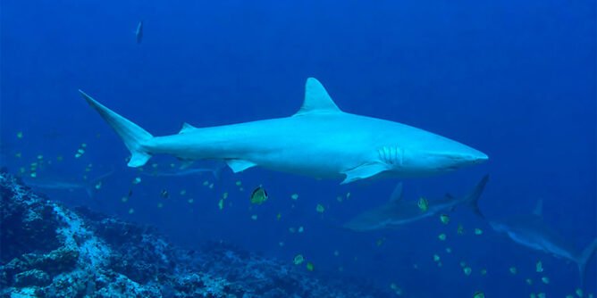 Tiburón albino en Malpelo