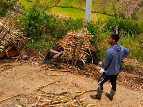 Dos caballos murieron electrocutados en Veracruz, Consacá