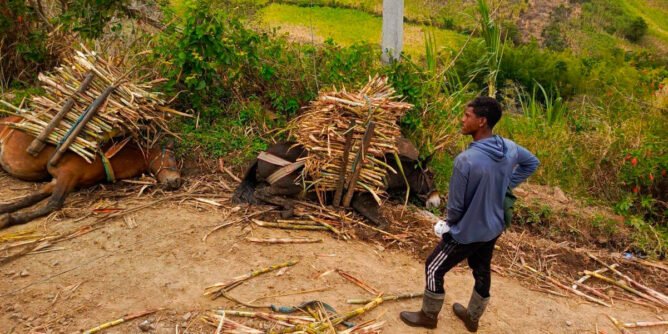 Dos caballos murieron electrocutados en Veracruz, Consacá