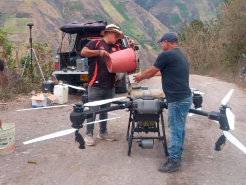 Comenzó fumigación con dron para combatir el salivazo en cultivos de caña panelera de Sandoná Fumigación de caña panelera con dron