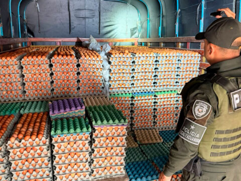Decomisan más de 149 mil huevos de contrabando en la frontera con Ecuador Decomisan huevos en la frontera con Ecuador