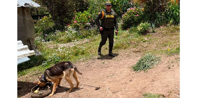 Presunto maltrato animal en Córdoba, Nariño