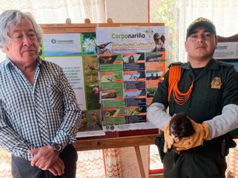 Rescataron un puercoespin en Imués