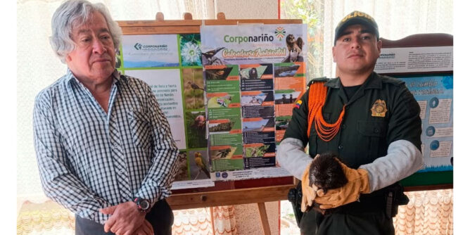 Rescataron un puercoespin en Imués