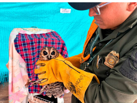 Rescate de un buho en Aldana